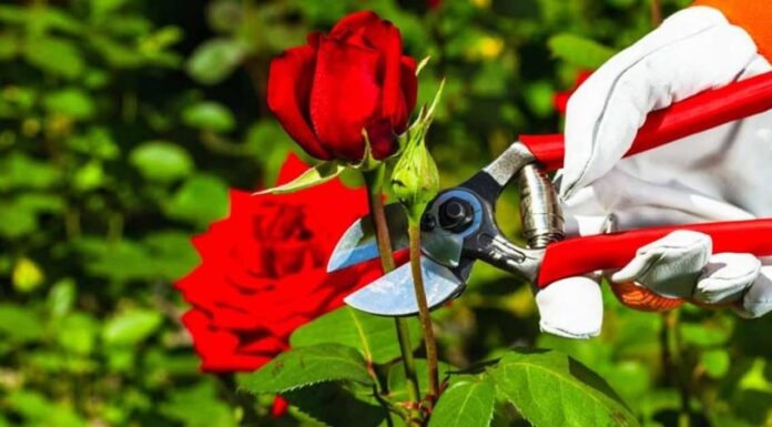 3 Simple Ways to Have Healthy Roses in Winter, Blooming Brilliantly Come Spring