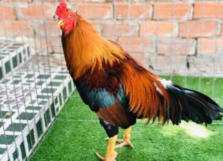 The Secret to Choosing the Best Chicken: Unlocking the Ultimate Tasty and Visually Appealing Bird