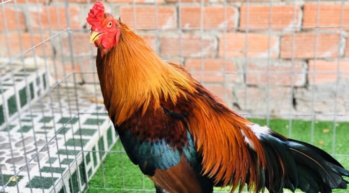 The Secret to Choosing the Best Chicken: Unlocking the Ultimate Tasty and Visually Appealing Bird