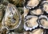 The Ultimate Guide to Choosing the Perfect Oyster: How to Spot the Freshest, Meatiest Catch by Inspecting its Shell