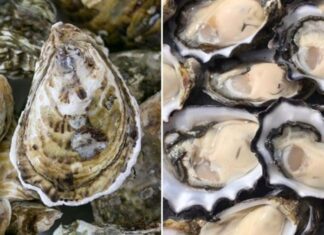 The Ultimate Guide to Choosing the Perfect Oyster: How to Spot the Freshest, Meatiest Catch by Inspecting its Shell