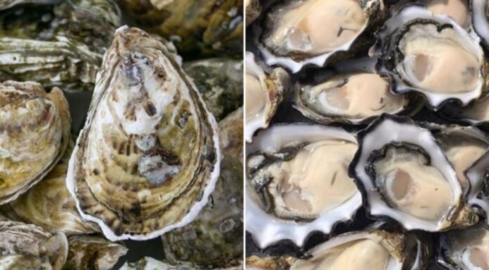 The Ultimate Guide to Choosing the Perfect Oyster: How to Spot the Freshest, Meatiest Catch by Inspecting its Shell