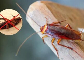 The Ultimate Guide to Repelling Pests: Easy, Homemade Solutions That Won’t Break the Bank