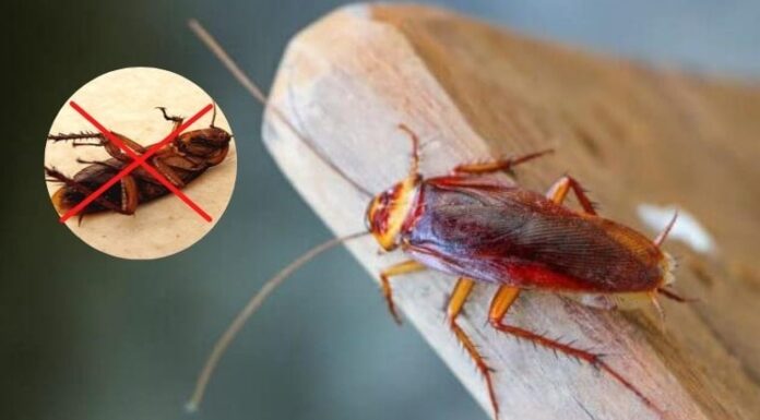 The Ultimate Guide to Repelling Pests: Easy, Homemade Solutions That Won’t Break the Bank