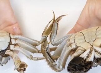 How to Tell the Difference Between Male and Female Crabs?
