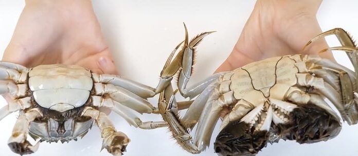 How to Tell the Difference Between Male and Female Crabs?