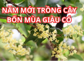 The Ancient Wisdom: Plant This Tree for a Thriving Family and Successful, Healthy Descendants