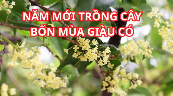 The Ancient Wisdom: Plant This Tree for a Thriving Family and Successful, Healthy Descendants