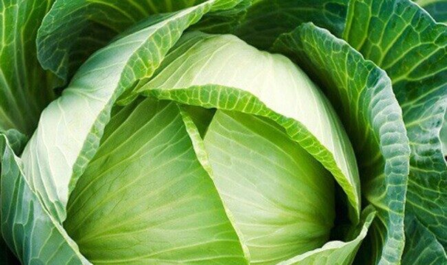 “The Ultimate Guide to Crispy Stir-fried Cabbage: Avoiding the Common Pitfalls”