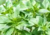 The Secret to Keeping Your Basil Fresh for Weeks.