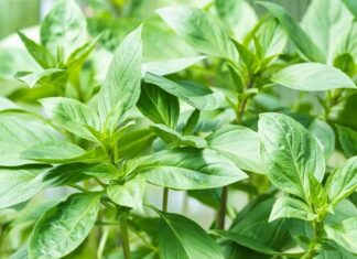 The Secret to Keeping Your Basil Fresh for Weeks.