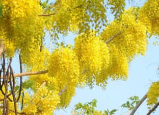 The 6 Beautiful but Deadly Flowers That You Should Know About