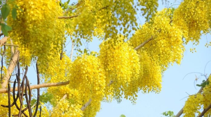 The 6 Beautiful but Deadly Flowers That You Should Know About