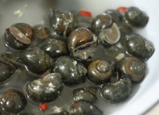 The Ultimate Guide to Perfectly Cooked Snails: A Simple Trick to Ensure Tender and Delicious Escargot Every Time.