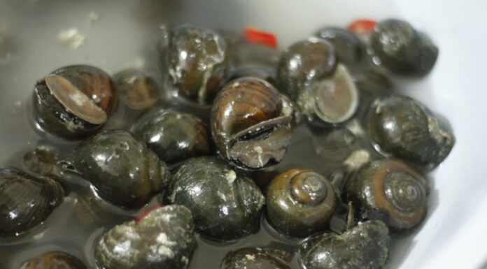 The Ultimate Guide to Perfectly Cooked Snails: A Simple Trick to Ensure Tender and Delicious Escargot Every Time.