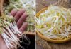 “5 Groups of People Who Should Avoid Eating Bean Sprouts Despite Their Nutritional Value”