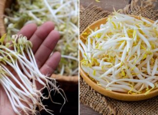 “5 Groups of People Who Should Avoid Eating Bean Sprouts Despite Their Nutritional Value”