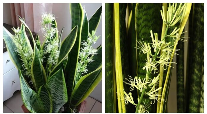 Money-Attracting, Evil-Repelling Snake Plant: Grow These 2 Varieties Indoors for a Constant Flow of Wealth