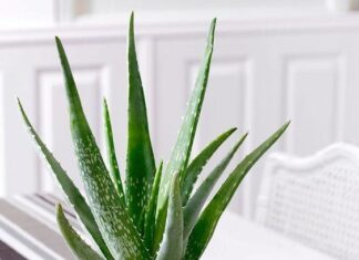 The Feng Shui Master’s Secret: Unveiling the Power of the Four Lucky Plants.