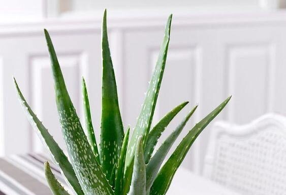 The Feng Shui Master’s Secret: Unveiling the Power of the Four Lucky Plants.