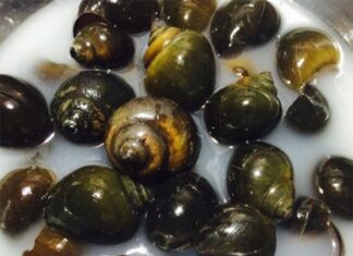 The Magic of Rice Water: 5 Ingenious Ways to Utilize It in Your Kitchen