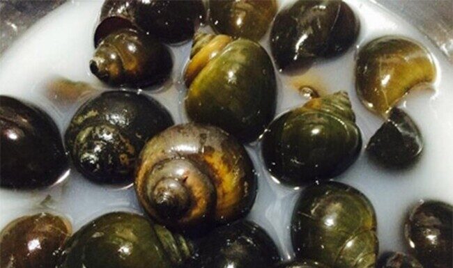 The Magic of Rice Water: 5 Ingenious Ways to Utilize It in Your Kitchen