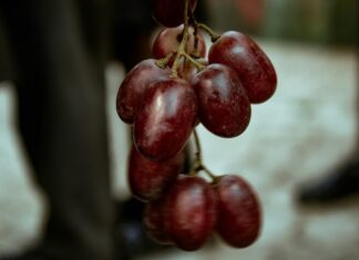 The Ultimate Guide to Choosing the Perfect Grapes: A Secret Only Connoisseurs Know