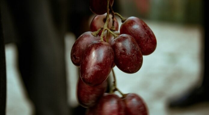 The Ultimate Guide to Choosing the Perfect Grapes: A Secret Only Connoisseurs Know