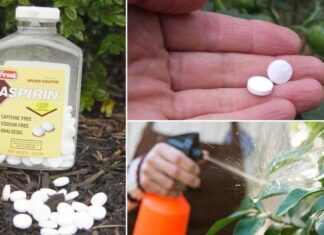The 4 Magic Potions to Revive Your Potted Plants: Root Boost, Leaf Boost, Blooming Bliss