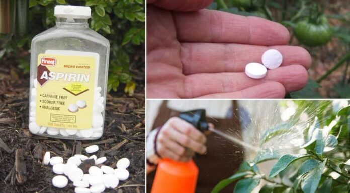 The 4 Magic Potions to Revive Your Potted Plants: Root Boost, Leaf Boost, Blooming Bliss