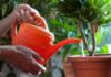 The 7 Liquid ‘Superfoods’ That Cost Nothing and Keep Your Plants Thriving All Year Round