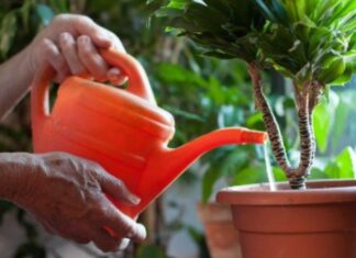 The 7 Liquid ‘Superfoods’ That Cost Nothing and Keep Your Plants Thriving All Year Round
