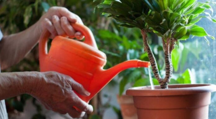 The 7 Liquid ‘Superfoods’ That Cost Nothing and Keep Your Plants Thriving All Year Round