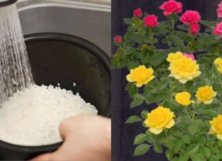 The Ultimate Guide to Winter Rose Care: Secret Elixir for a Vibrant Bloom this Lunar New Year