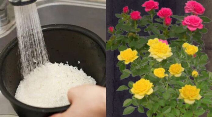 The Ultimate Guide to Winter Rose Care: Secret Elixir for a Vibrant Bloom this Lunar New Year