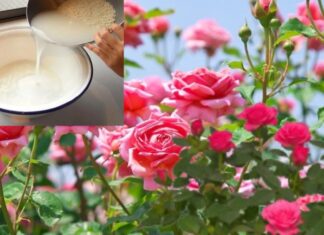 “Waste Water is Now ‘Liquid Gold’ for Your Roses: Feed Your Flowers This Magic Brew for a Vibrant 2025 Display”