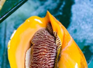 The Ultimate Summer Treat: A Unique Flavour Sensation, Affordable and Here for a Limited Time Only.