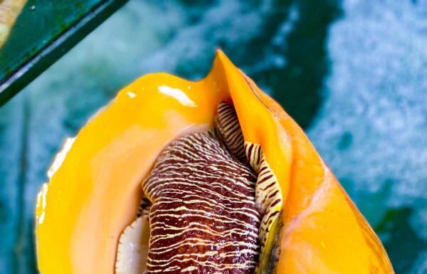 The Ultimate Summer Treat: A Unique Flavour Sensation, Affordable and Here for a Limited Time Only.