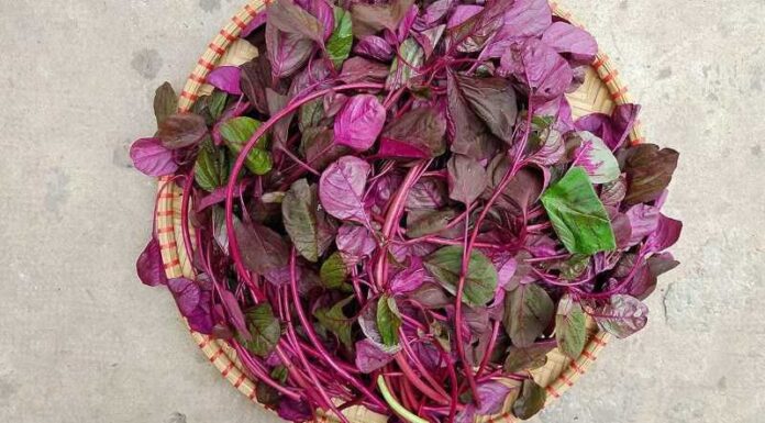 The Ultimate Guide to Superfoods: Discover the 4 Vegetables That Are “More Nutritious Than Meat and Cheaper Than Medicine”