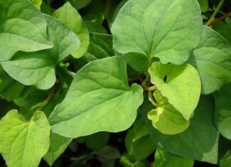 Purslane: A Superfood with Multifold Health Benefits