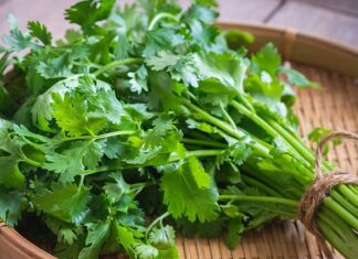 The Secret to Keeping Coriander Fresh and Flavorful for Longer.