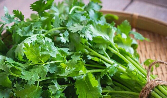 The Secret to Keeping Coriander Fresh and Flavorful for Longer.