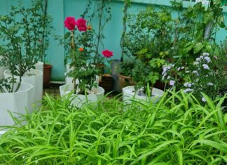 The Easiest Vegetables to Grow: No Green Thumb Required!