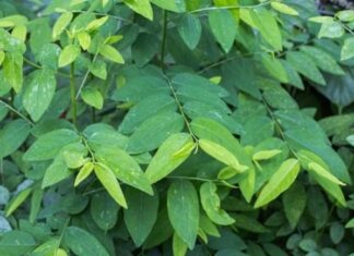 The More You Cook This Vegetable, The More Nutritious It Becomes, Making Children Grow Taller.