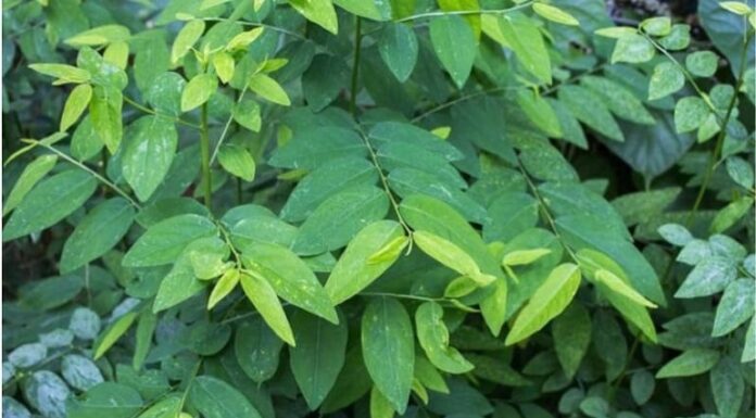 The More You Cook This Vegetable, The More Nutritious It Becomes, Making Children Grow Taller.