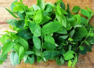 The Ultimate Superfood: Unlocking the Power of This Green Wonder