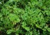 The Wild Roadside Weed is Now a Delicacy: Homegrown Veggies that are Both Ornamental and Organic