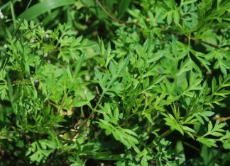 The Wild Roadside Weed is Now a Delicacy: Homegrown Veggies that are Both Ornamental and Organic