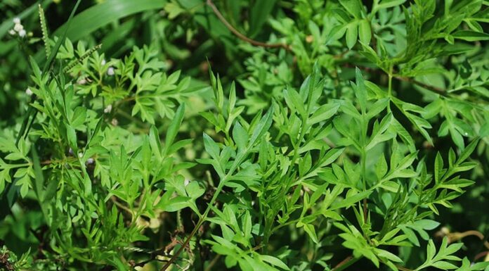 The Wild Roadside Weed is Now a Delicacy: Homegrown Veggies that are Both Ornamental and Organic