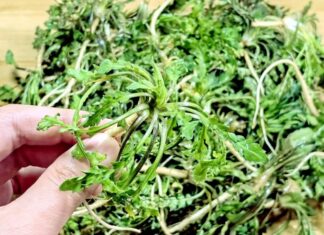 The Ultimate Winter Superfood: A Rare Wild Vegetable That Nourishes Your Eyes and Skin.